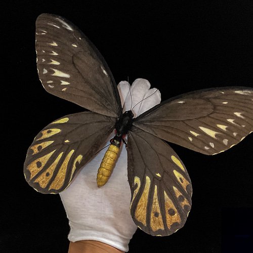 アレクサンドラトリバネアゲハ「雌」模型標本｜カスタムアート