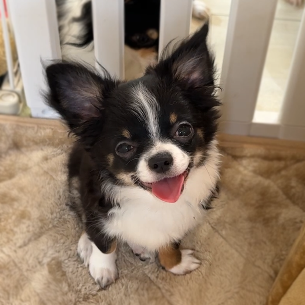 チワワ ブラックタン＆ホワイト 男の子 2025年2月11日生まれ MER3